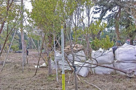 G047 (小葉赤楠)
